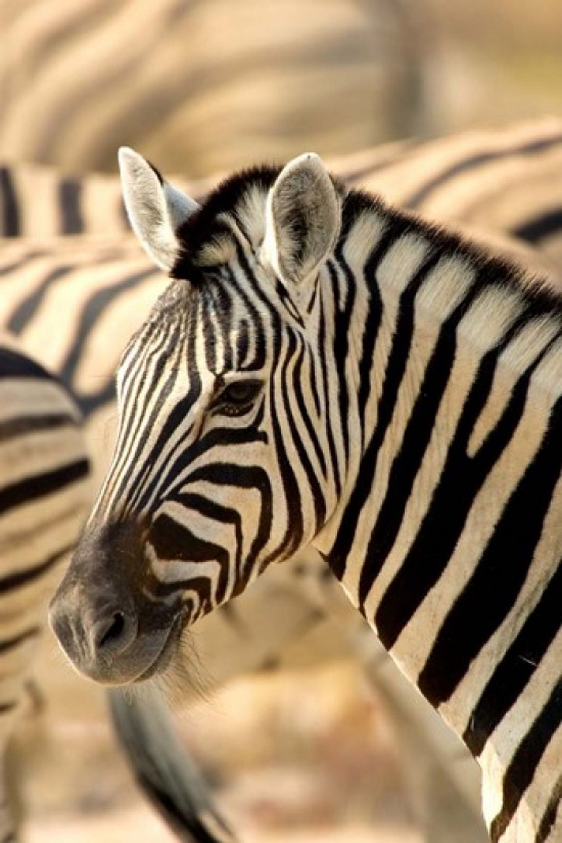 Zebra at Namutoni Resort Namibia Canvas Art - Joe Restuccia III DanitaDelimont (25 x 38)