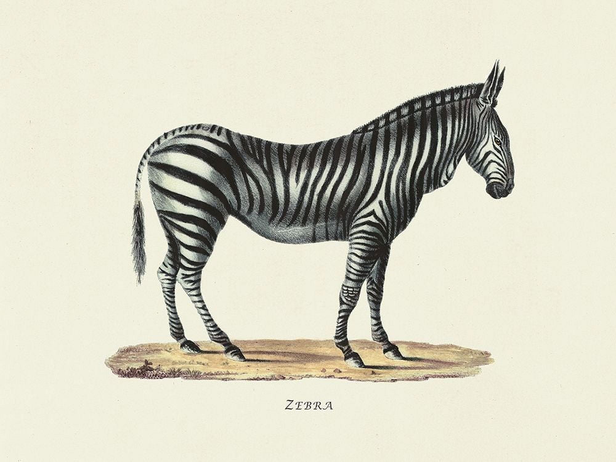 Zebra by Heinrich Rudolf Schinz (24 x 18)