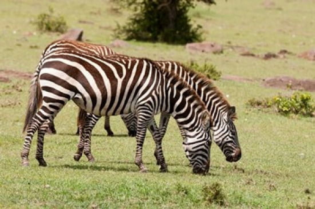 Zebra grazing Maasai Mara Kenya Canvas Art - Sergio Pitamitz DanitaDelimont (35 x 23)