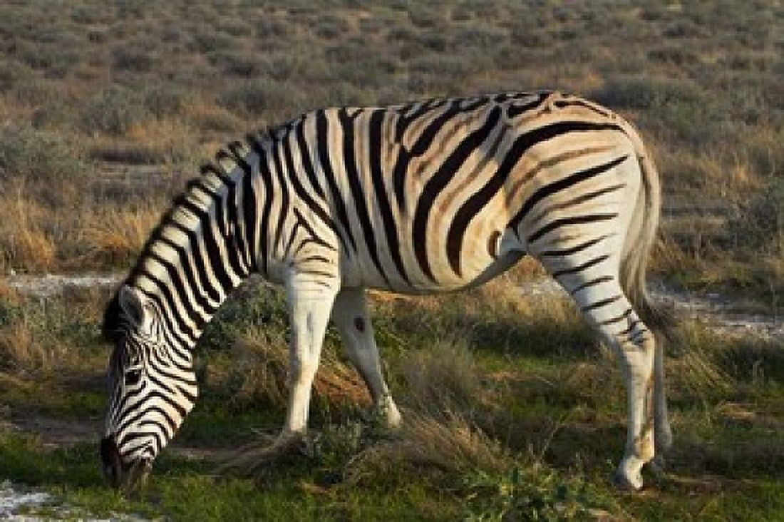 Zebra grazing burchellii Etosha NP Namibia Africa Canvas Art - David Wall DanitaDelimont (35 x 24)