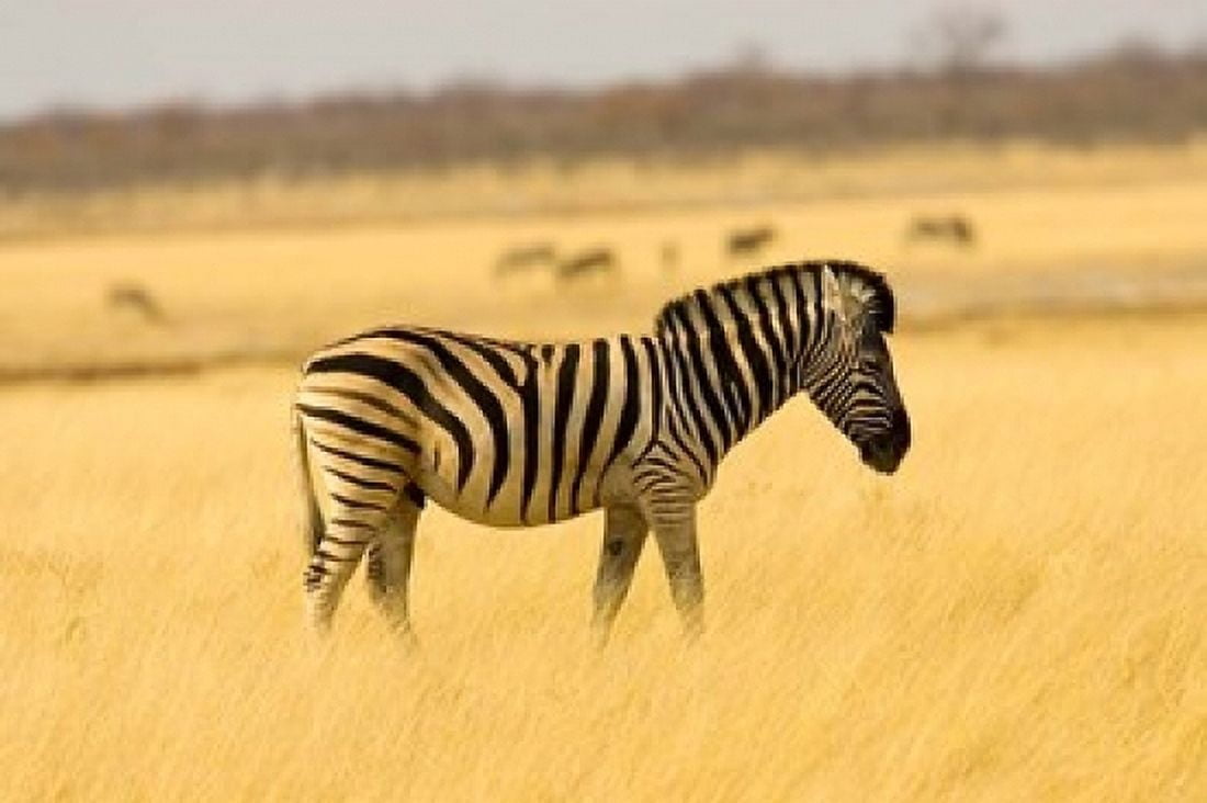 Zebra in Golden Grass at Namutoni Resort Namibia Canvas Art - Joe Restuccia III DanitaDelimont (19 x 12)