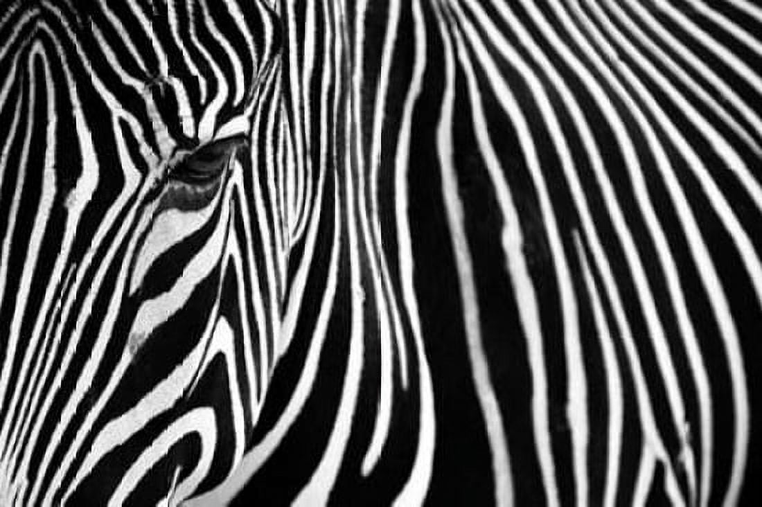 Zebra in Lisbon Zoo Canvas Art - Andy Mumford (24 x 36)