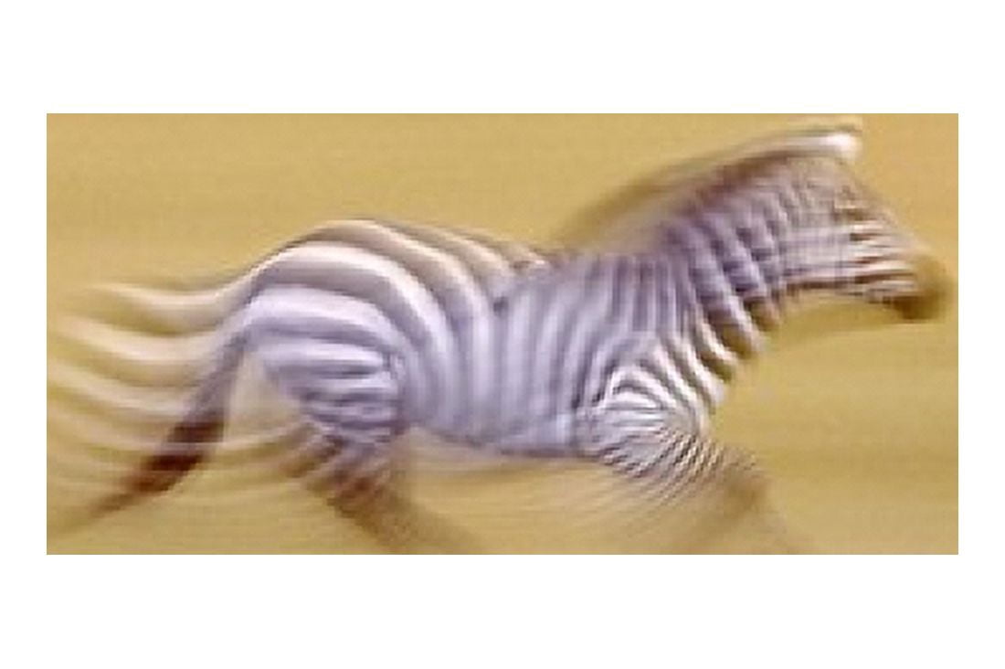 Zebra in Motion Kenya Africa Canvas Art - Panoramic Images (16 x 11)