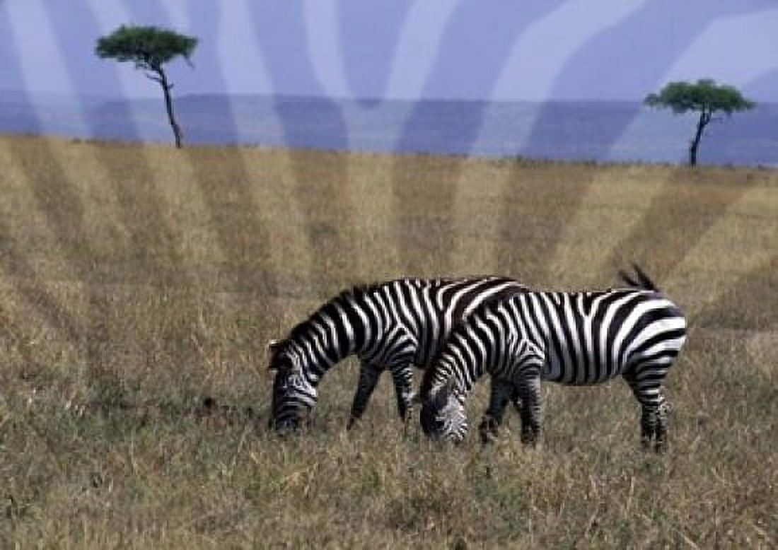 Zebra on the Serengeti Kenya Canvas Art - Bill Bachmann DanitaDelimont (24 x 17)