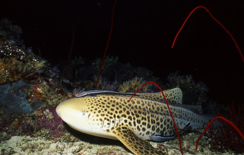 Zebra shark with remora Thailand Canvas Art - Beverly FactorStocktrek Images (18 x 12)