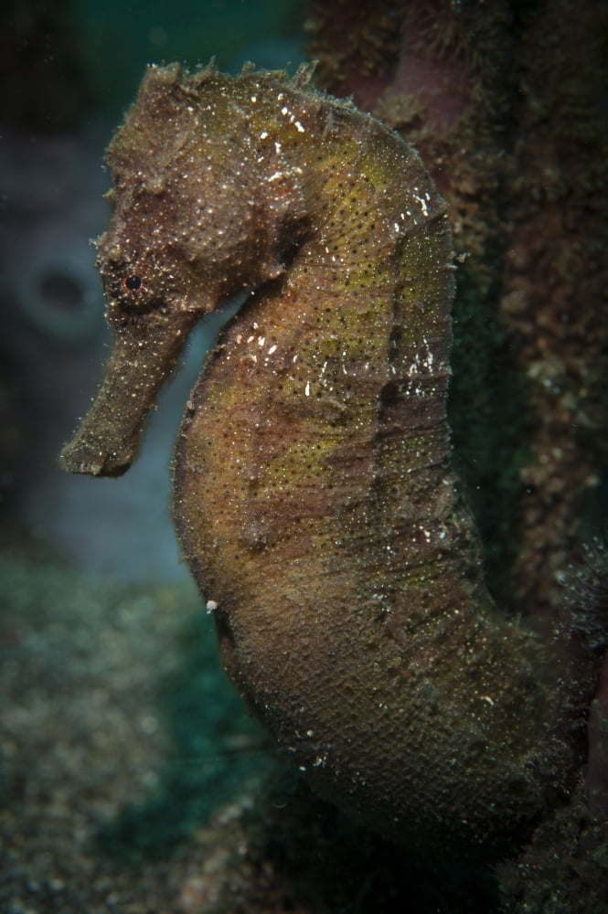 Zebra-snout seahorse Sulawesi Indonesia Canvas Art - Steve JonesStocktrek Images (23 x 35)