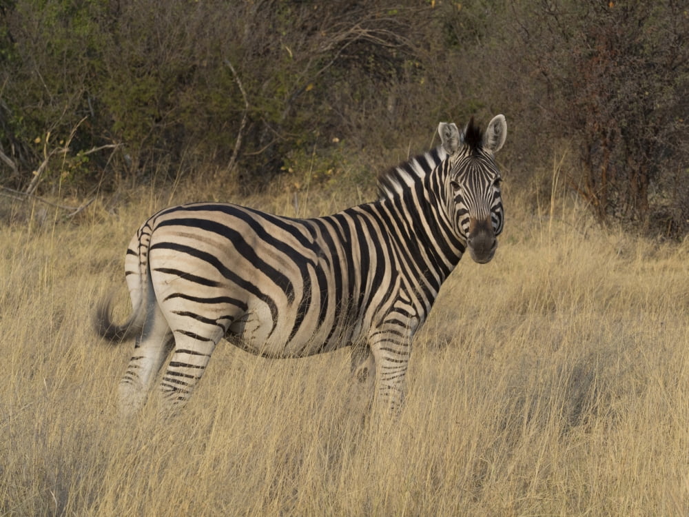 Zebra standing in a forest Okavango Delta Ngamiland Botswana Canvas Art - Panoramic Images (12 x 16)