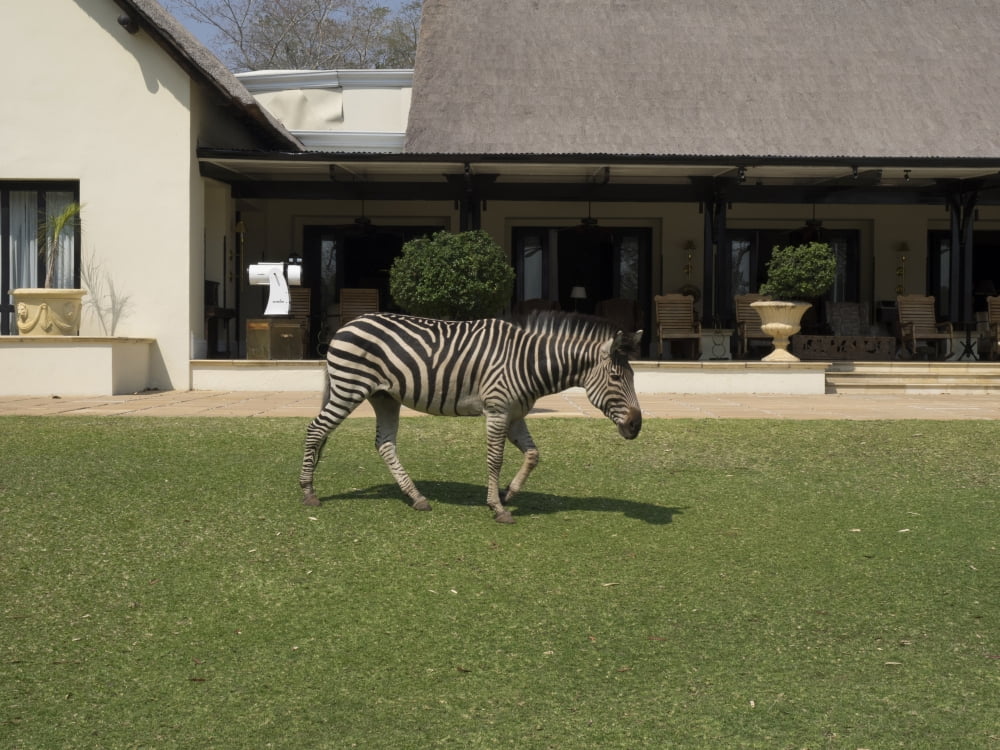 Zebra walking across grass at Royal Livingstone Hotel Livingstone Zambia Canvas Art - Panoramic Images (12 x 16)