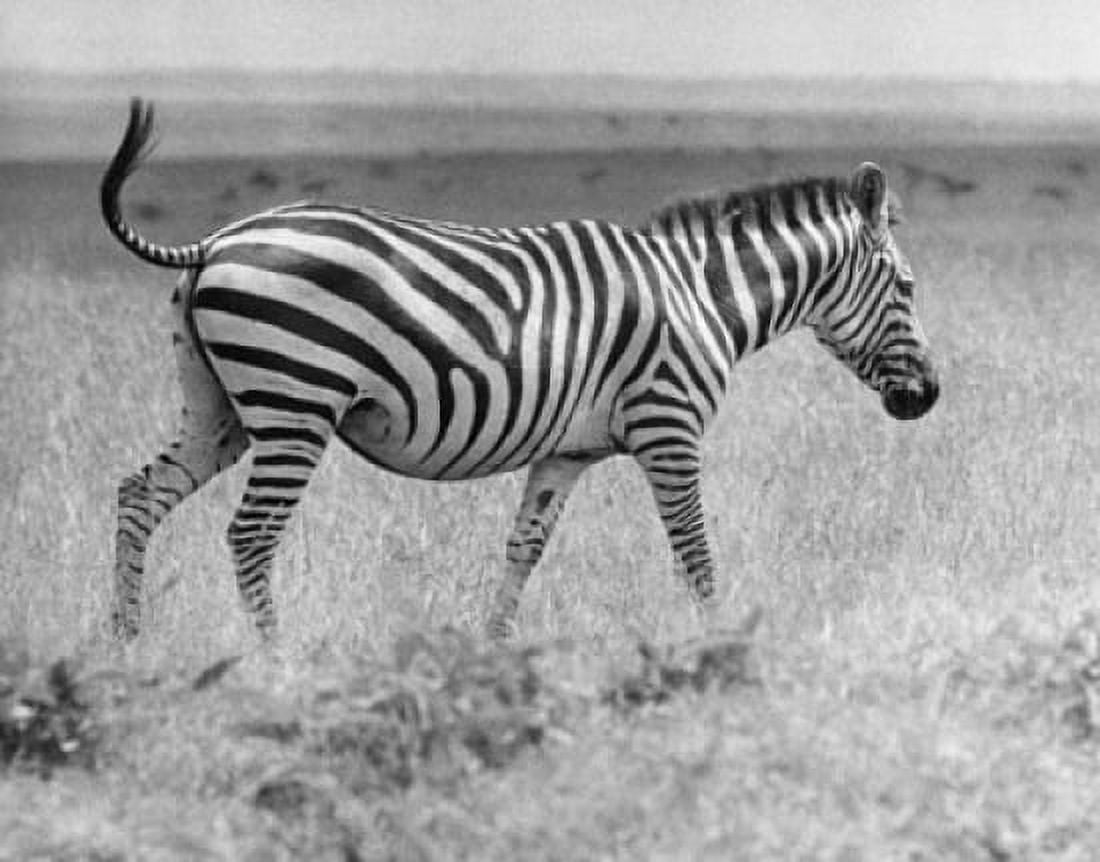 Zebra walking in a field Canvas Art - (24 x 36)