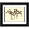 thumbnail image 1 of Zebras 2x Matted 24x20 Black Ornate Framed Art Print by Dickinson Sue, 1 of 2