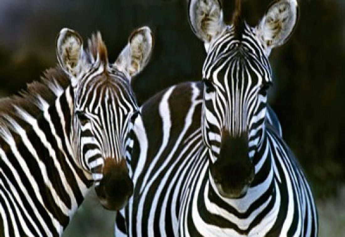 Zebras Africa Canvas Art - Panoramic Images (16 x 12)