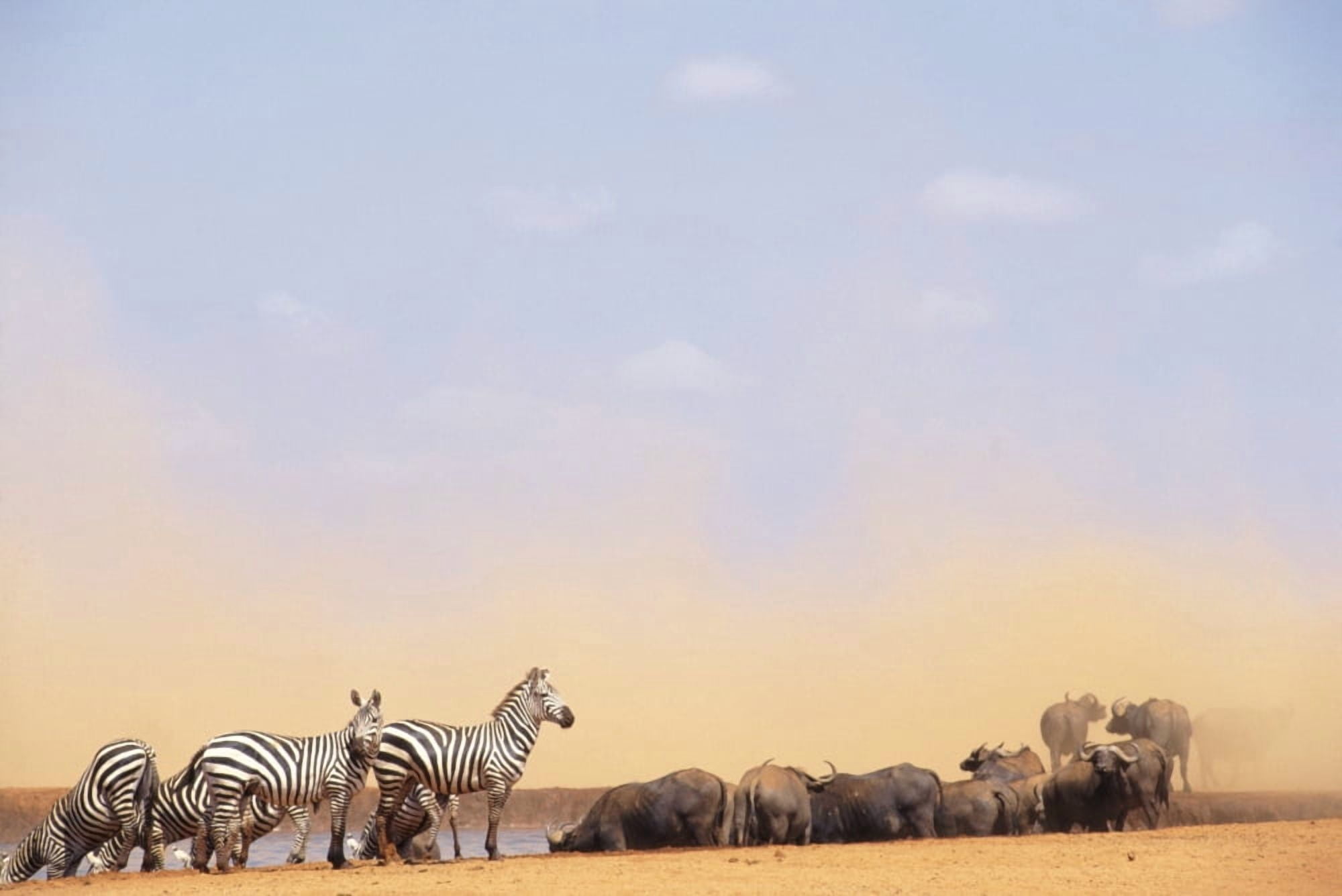 Zebras And Water Buffalo At A Watering Hole Canvas Art - Steve Benbow Design Pics (17 x 11)