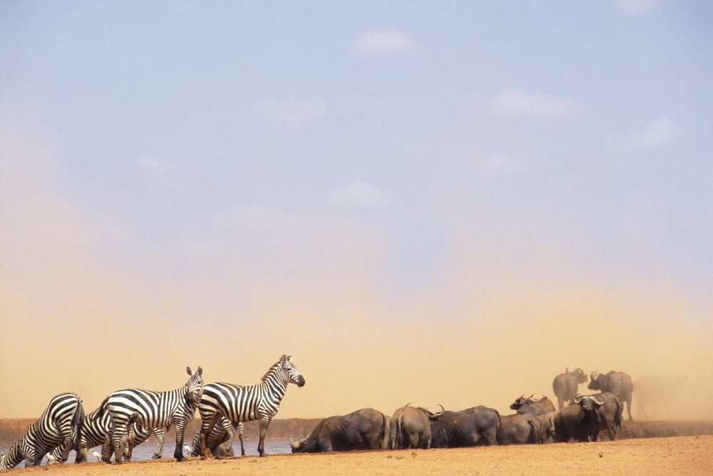 Zebras And Water Buffalo At A Watering Hole Canvas Art - Steve Benbow Design Pics (34 x 22)