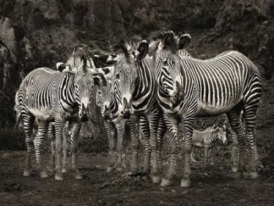 Zebras Canvas Art - Marina Cano (18 x 24)
