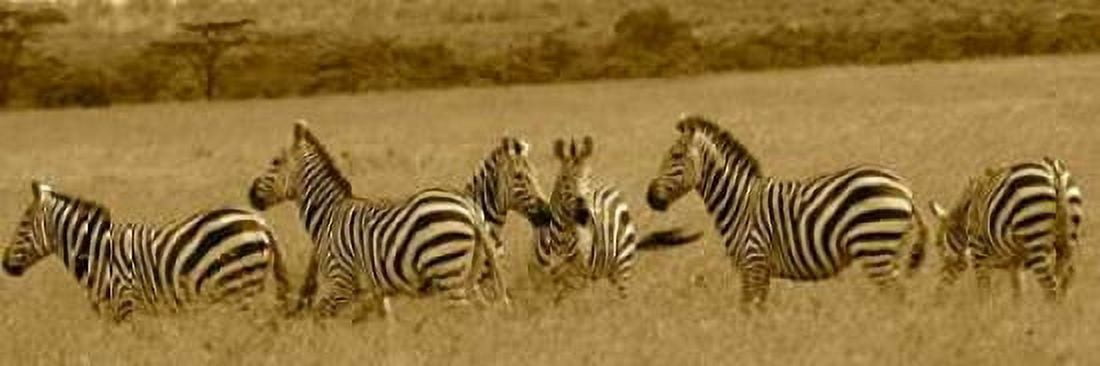 Zebras Canvas Art - Sarah Farnsworth (8 x 24)