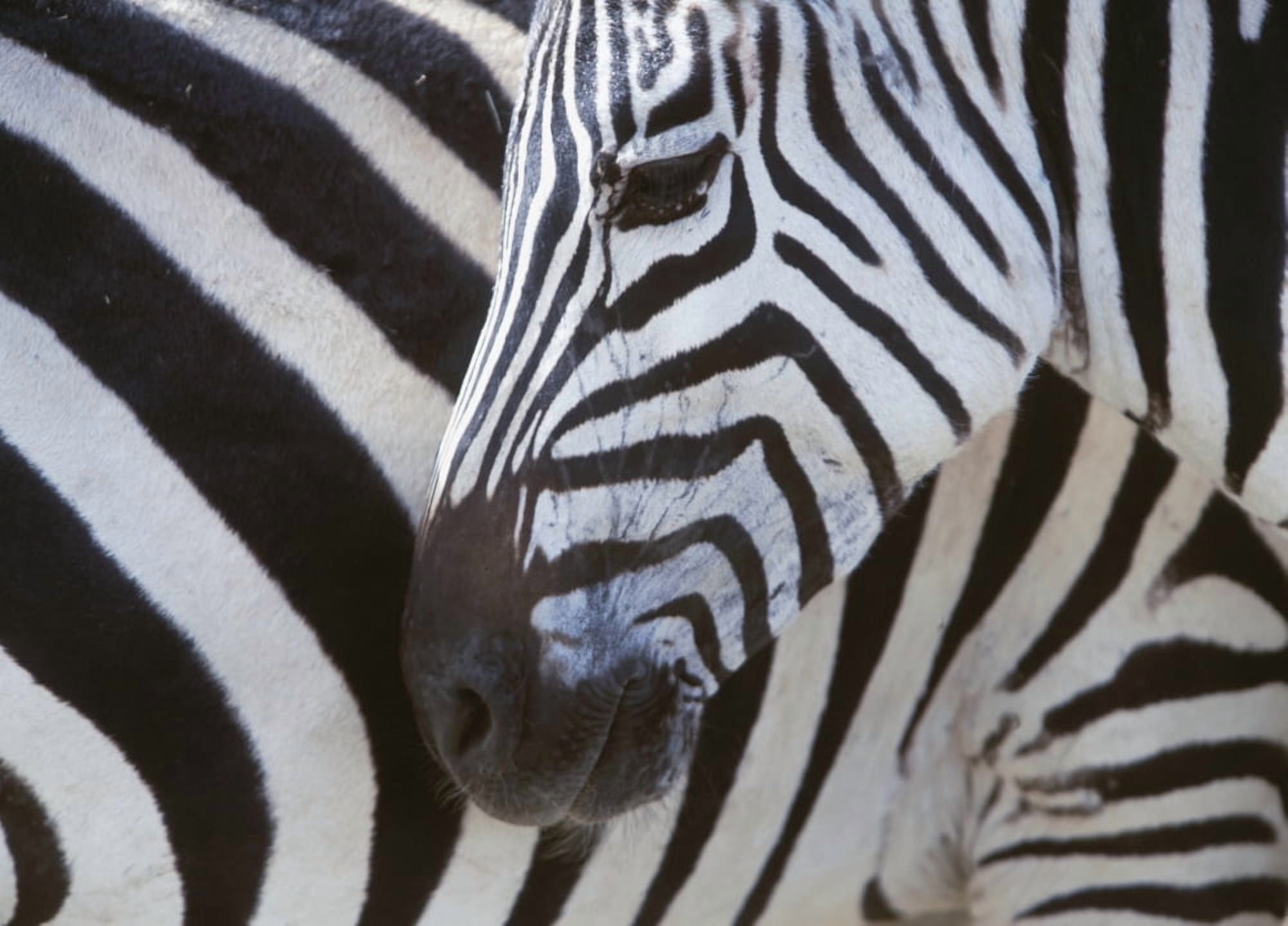 Zebras Face And Mid Body Close Up Canvas Art - Ian Cumming Design Pics (18 x 13)