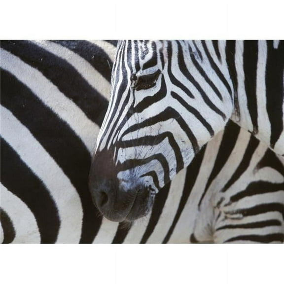 Zebras Face & Mid Body, Close Up Poster Print, 18 x 13