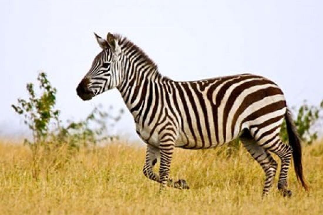Zebras Herding in The Fields Maasai Mara Kenya Canvas Art - Joe Restuccia III DanitaDelimont (35 x 23)