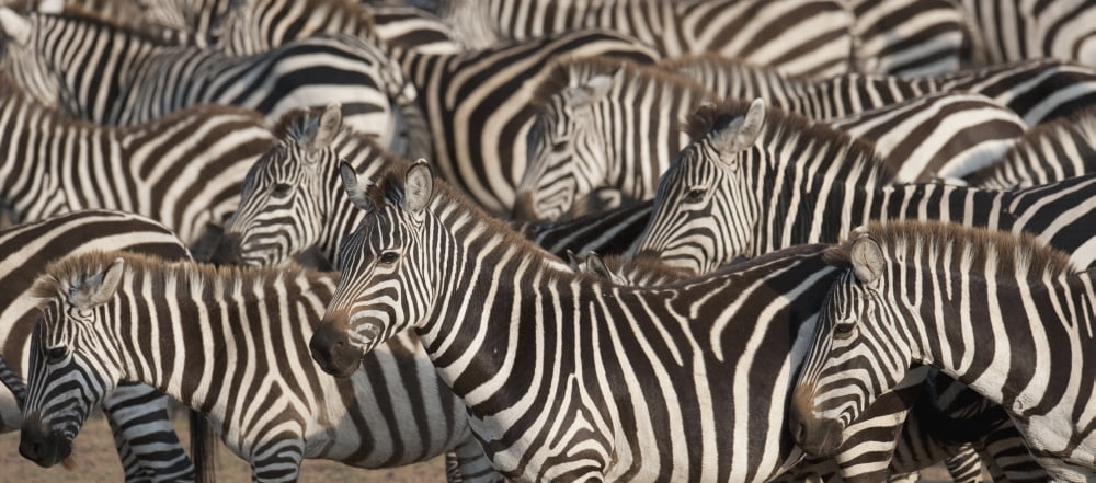 Zebras Kenya Africa Canvas Art - Keith Levit Design Pics (44 x 20)