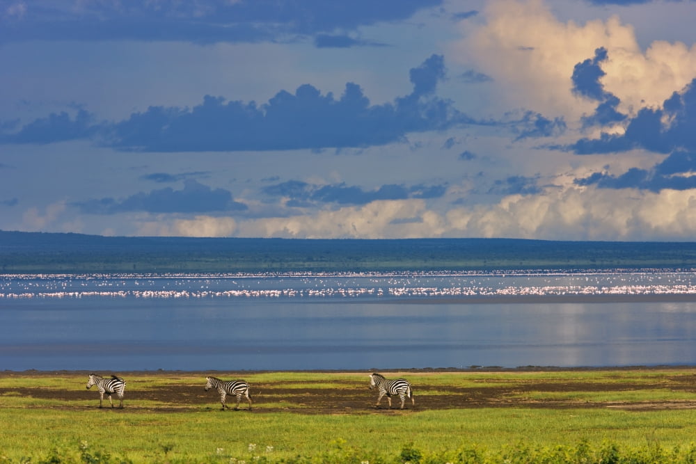 Zebras Lake Manyara Tanzania Africa Canvas Art - Carson Ganci Design Pics (19 x 12)