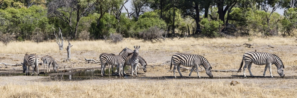 Zebras grazing in a forest Chitabe Okavango Delta Botswana Canvas Art - Panoramic Images (36 x 12)