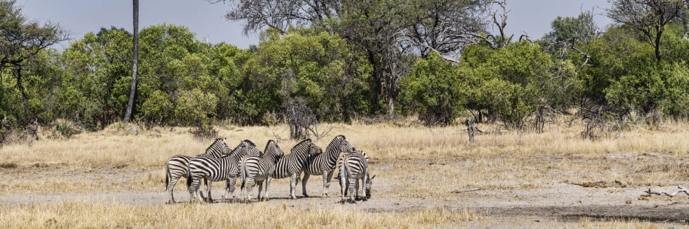 Zebras grazing in a forest Chitabe Okavango Delta Botswana Canvas Art - Panoramic Images (36 x 12)