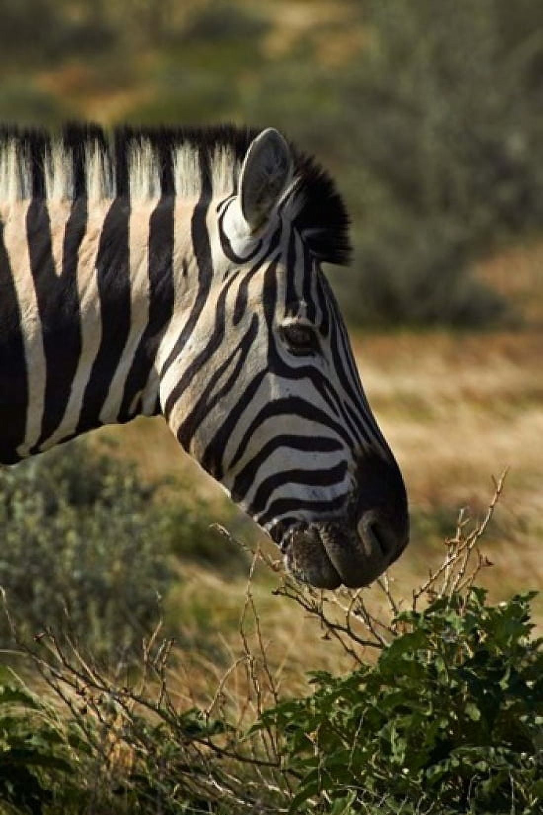 Zebras head Namibia Africa Canvas Art - David Wall DanitaDelimont (24 x 35)
