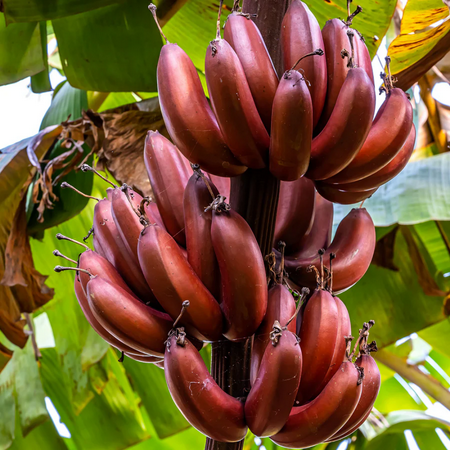 Zebrina Banana Tree Live Plant, 4-8" Tall, Cold Hardy Tropical Banana Plant Live Well Rooted, Live Banana Fruit Seedling