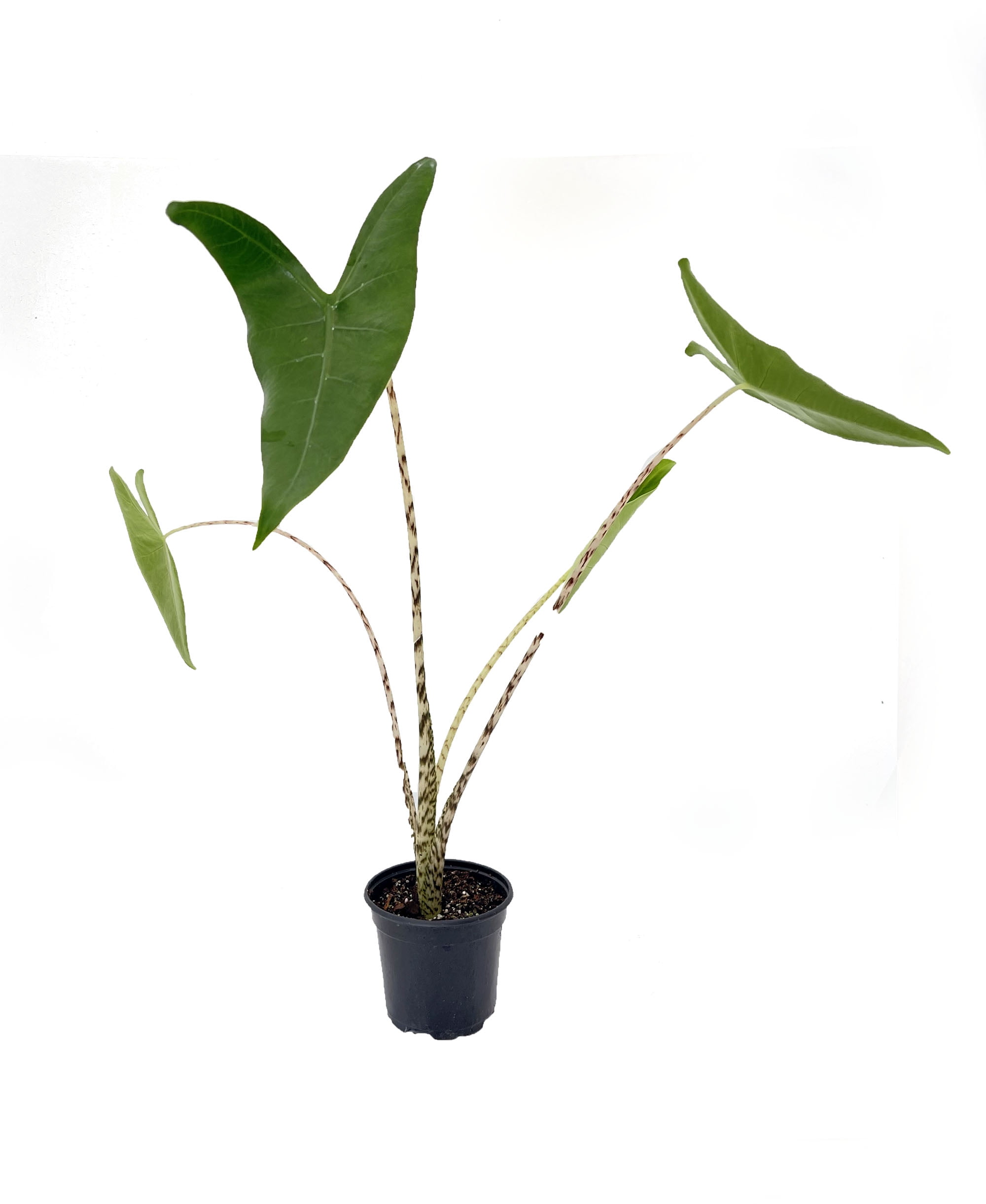 Zebrina Elephant Ear Plant Alocasia Houseplant 4" Pot