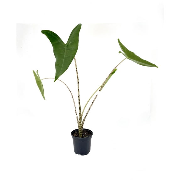 Zebrina Elephant Ear Plant - Alocasia - Houseplant - 4" Pot