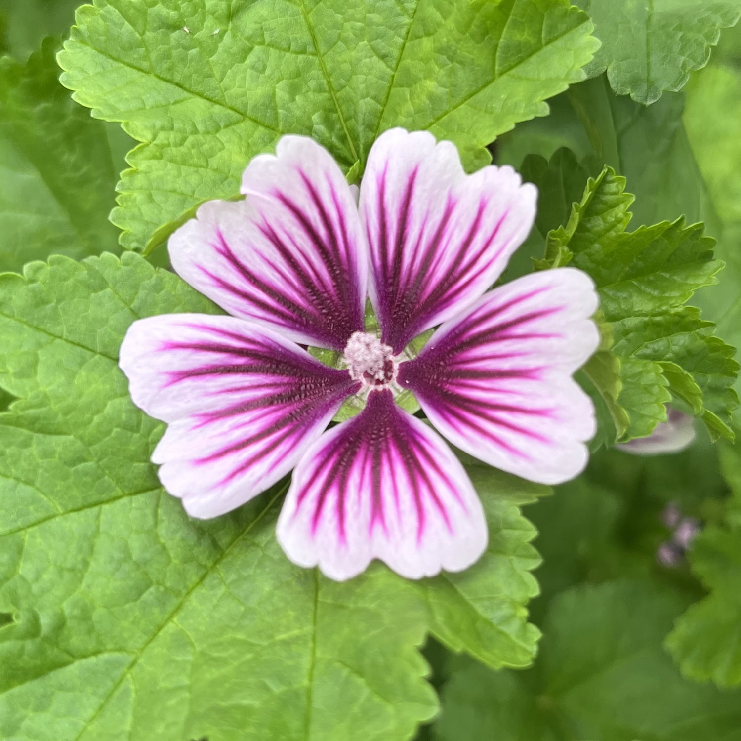 Zebrina Malva Dormant Bare Flowering Perennial Starter Plant Roots (3 ...