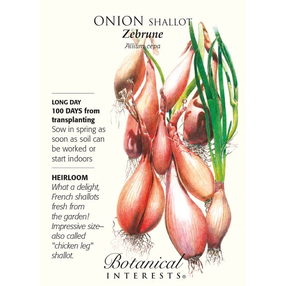 Zebrune Shallot Onion Seeds - 250 mg