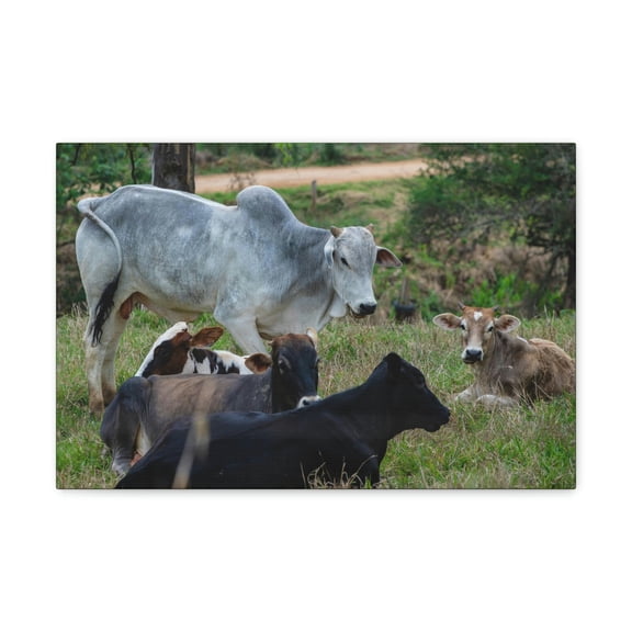 Zebu Group Zebu Troop Print Animal Wall Art Wildlife Canvas Prints Wall Art Ready to Hang Unframed