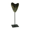 thumbnail image 1 of Zeckos Mounted Giant Megalodon Shark Tooth Fossil Sculpture, 1 of 3