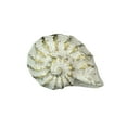 thumbnail image 1 of Zeckos White Cast Iron Nautilus Shell Cabinet Drawer Pull Set of 6, 1 of 7