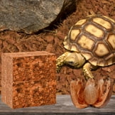 Legno Di Cholla Naturale Per Acquario - 3 Pezzi Da 15 Cm Per Gamberetti, Granchi E Rettili