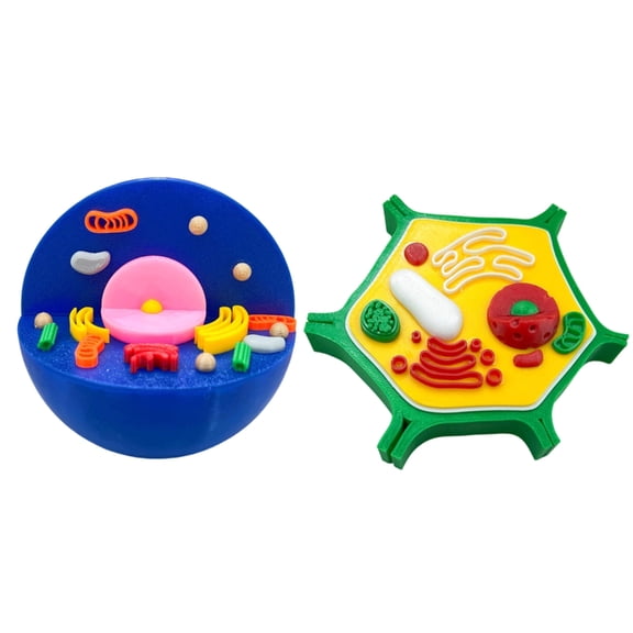 Zeiwohndc Educational Animal and Plant Cell Anatomy Model For Teaching Demonstration