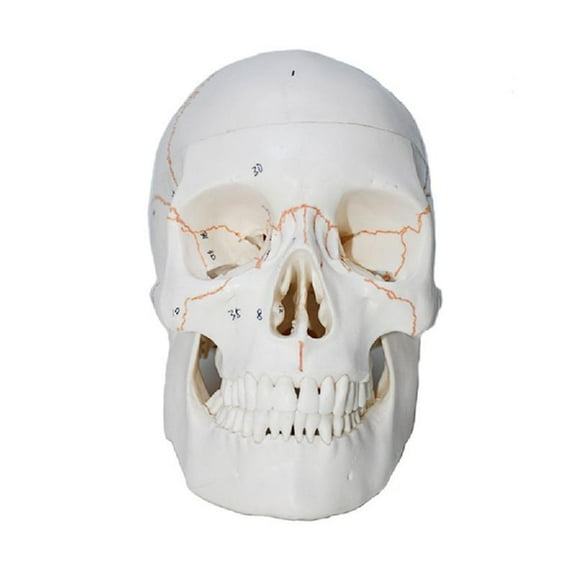 Zeiwohndc Human Head Bone Model Life Size Skull Model, Removable Head Skeleton Model