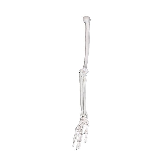 Zeiwohndc Strong PVC Upper Limb Skeleton Model Featuring Flexible Joints for Learning