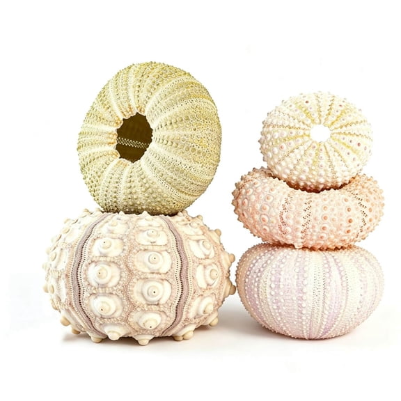 Zeiyignr Sea Urchin Hanging Pots, 5 Piece Sea Urchin Shell Air Plant Holders with Top and Bottom Holes for Home Garden Decoration Multicolor