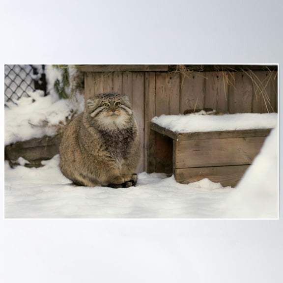 Zelenogorsk The Pallas'S Cat Is Warming His Paws On A Tail Poster Wall Art, Modern Wall Decor For Living Room Bedroom, 12x18 UNFRAMED