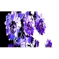 thumbnail image 1 of Zelouf Zs1912S Print Laguna Scuba  , Sewing, DIY, Crafts Fabric by the Yard, Violet/black, 3 Yard, 1 of 2
