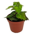 thumbnail image 1 of Zen Buddha Swedish Ivy - Plectranthus ernstii - 2.5" Pot - House Plant or Bonsai, 1 of 4
