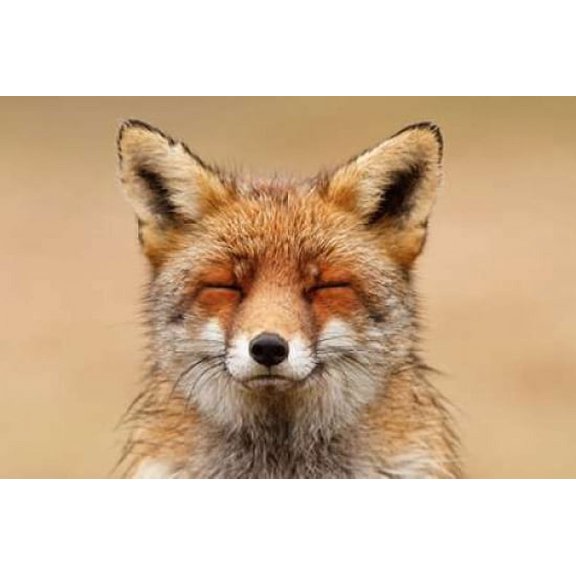 Zen Fox Red Portrait Poster Print by Roeselien Raimond (12 x 18)