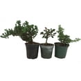 thumbnail image 1 of Zen Living Bonsai Assortment - 3 Plants 4" Pots, 1 of 2
