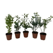 Zen Living Bonsai Assortment - 5 Plants 2" Pots
