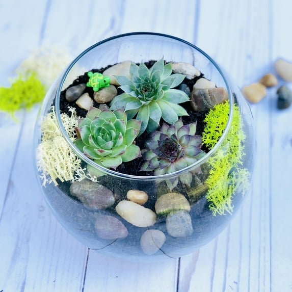 Zen Succulent Terrarium Kit, Indoor Succulent Garden, DIY Terrarium Craft kit