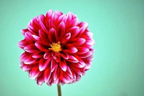 Zenia Canvas Art - Gail Peck (20 x 28)