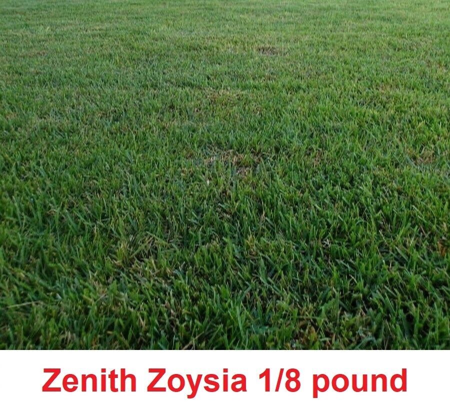 Zenith Zoysia Grass seeds 1/8 of a pound (2 ounces )