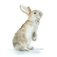 thumbnail image 1 of Zentique 8354S A584 8.5 x 14 x 5.5 in. Rabbit, Off-white - Small, 1 of 1